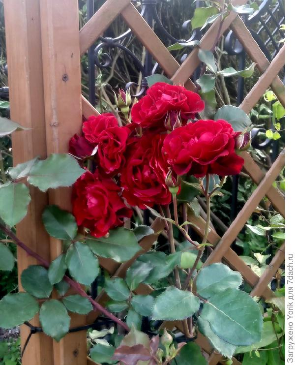 Просто роза