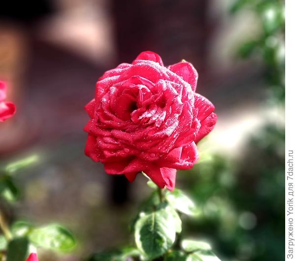 Утренняя роса