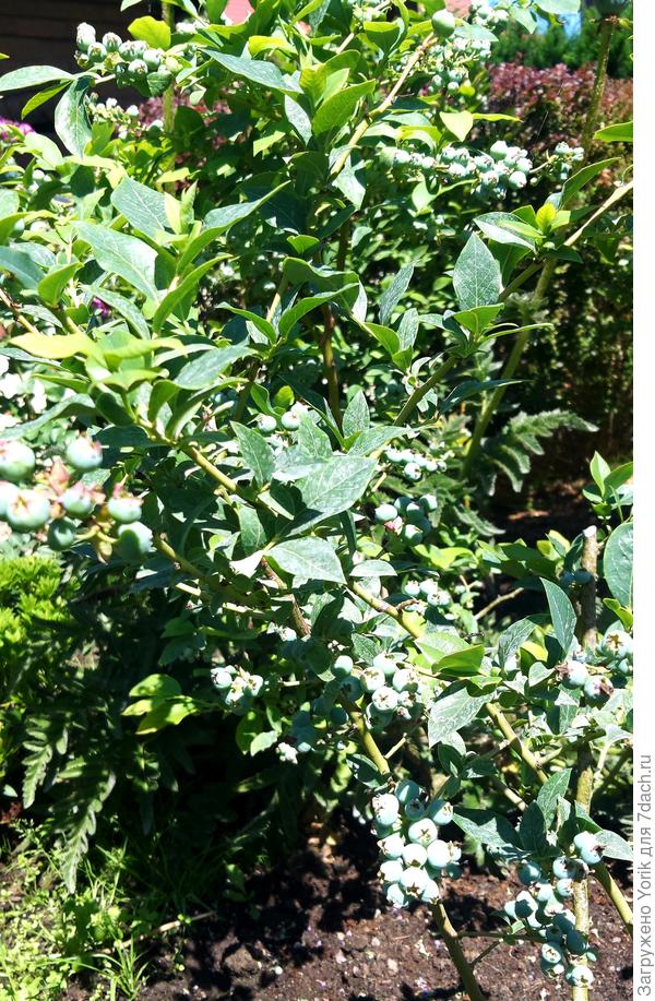 Начинает наливаться голубика