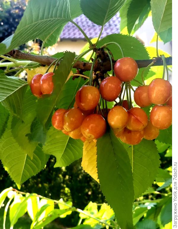 Через несколько дней можно будет пробовать