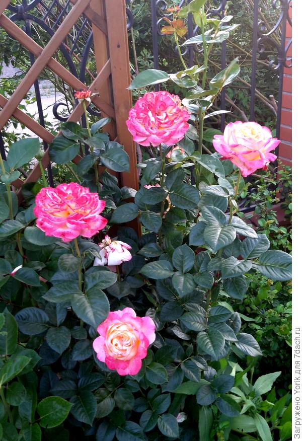 Первая волна цветения роз продолжается