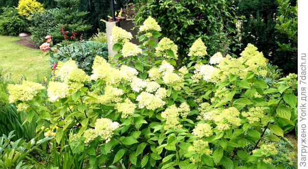Метельчатые гортензии готовятся к цветению