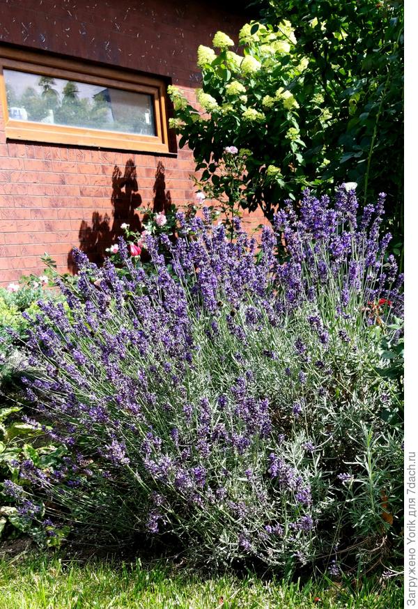 Прованс (лаванда) на фоне Пруссии (гортензия)