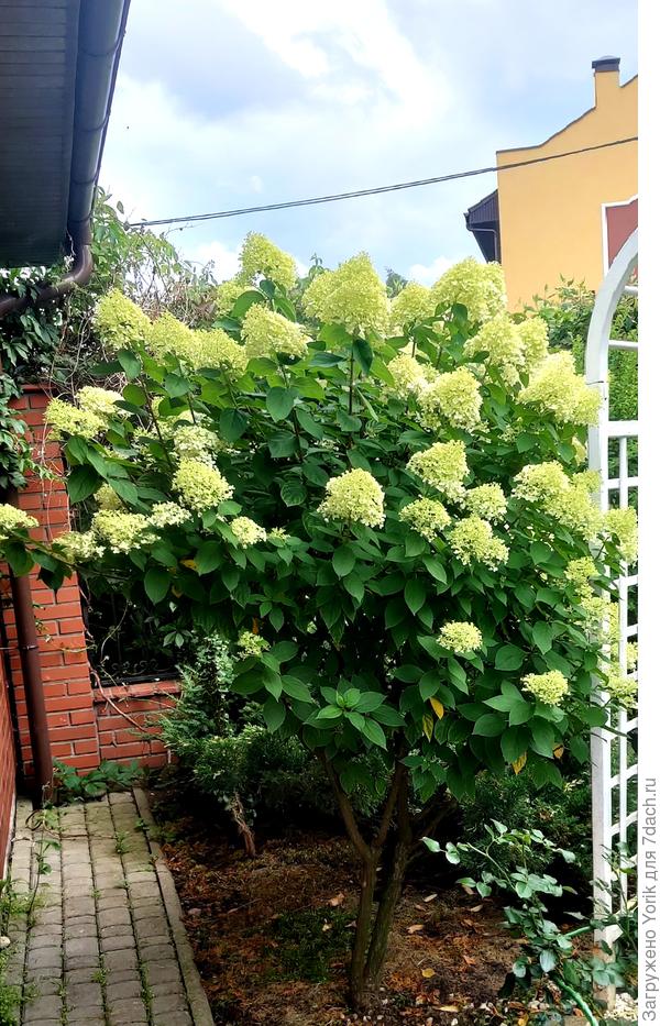 Начинают расцветать метельчатые гортензии