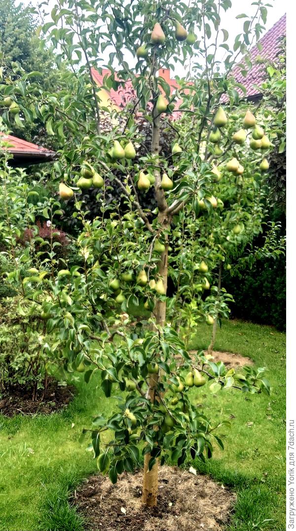 Созреют в конце сентября