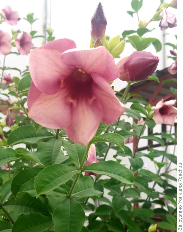 Алламанда – красивоцветущая вечнозеленая лиана или кустарник из семейства Кутровые.