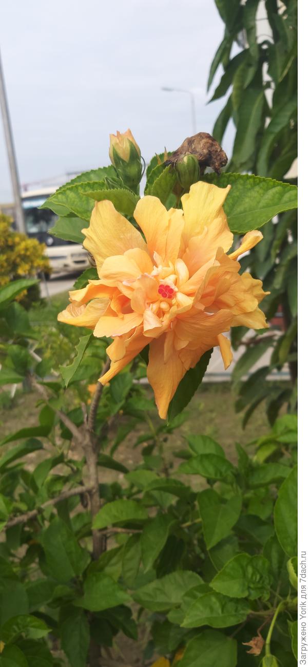 Гибискус китайский (Hibiscus rosa-sinensis) — вечнозеленый кустарник, который был описан Карлом Линнеем в 1753 году. Латинское название растения буквально означает «китайская роза», хотя к розам данный вид никакого отношения не имеет. Гибискус китайский является национальным символом Малайзии, его изображение отчеканено на монетах этой страны. В Бенгалии красный сорт растения используется для поклонения богине Кали