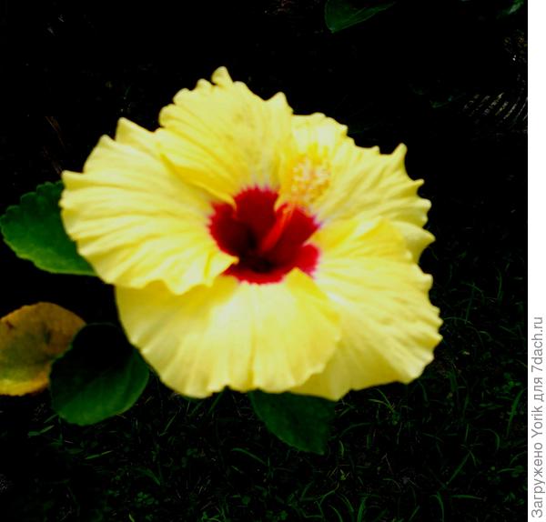 Такой вот гибискус расцвел