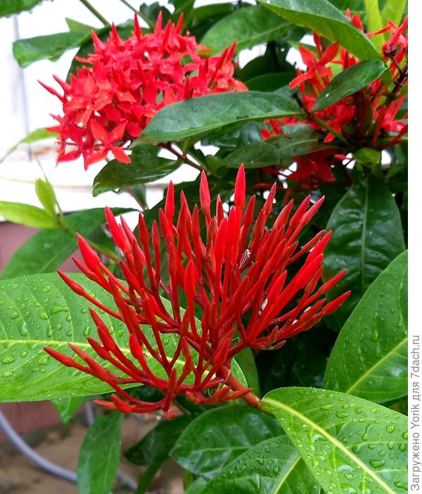 На переднем плане бутоны,  а дальше соцветия