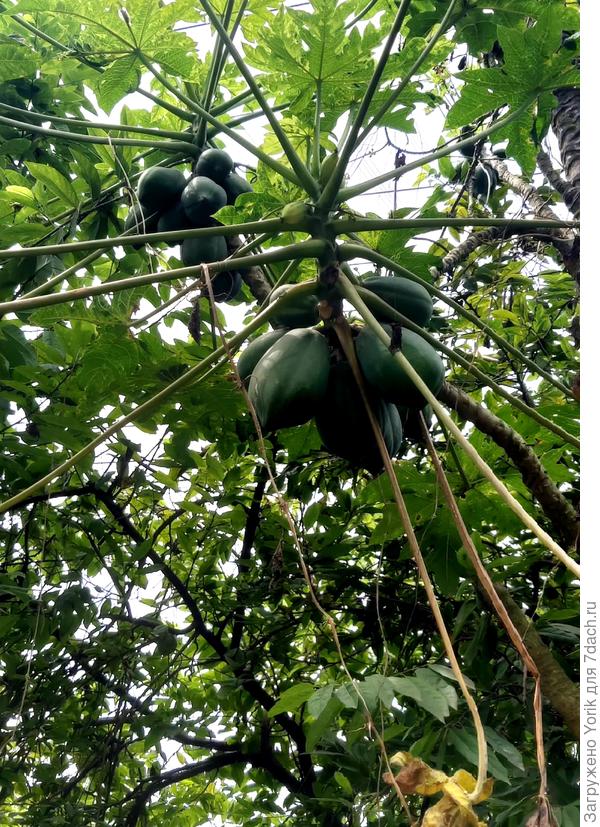 Созревает папайя