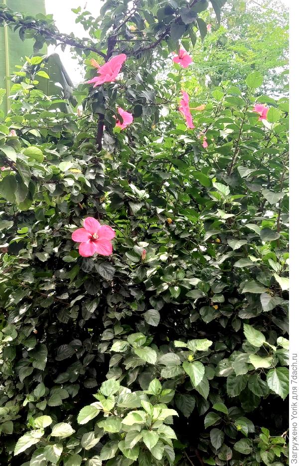 Гибискус цветет не переставая, да и высота метра три