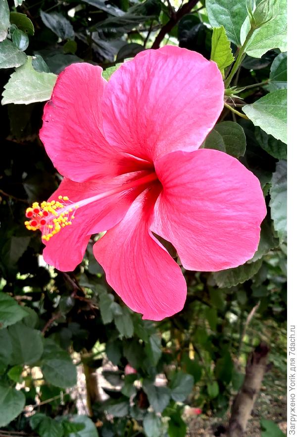 Цветок гибискуса