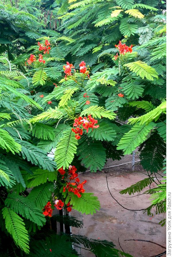 Делоникс королевский