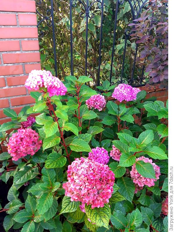 Гортензии не отстают от роз