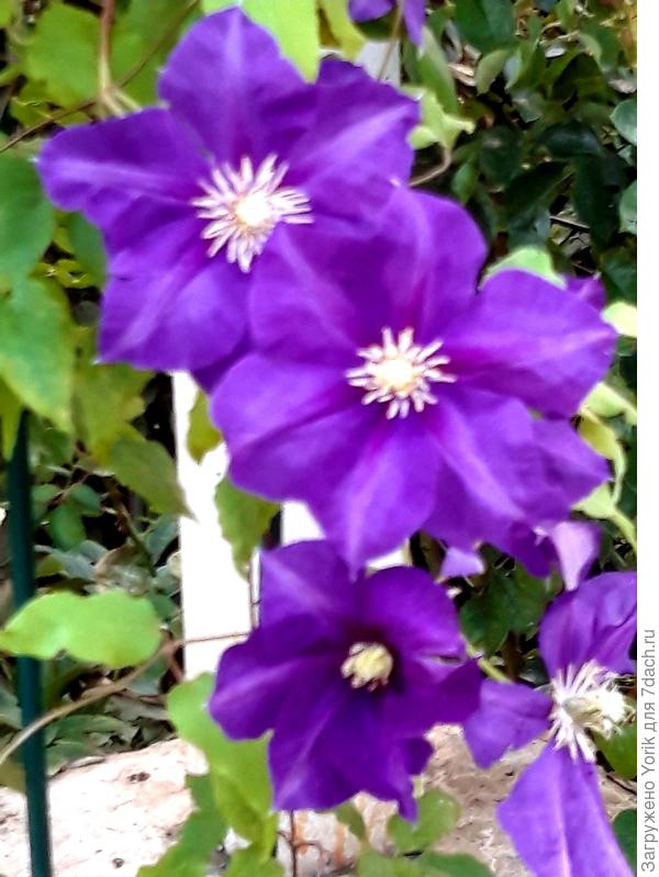 Цветут клематисы