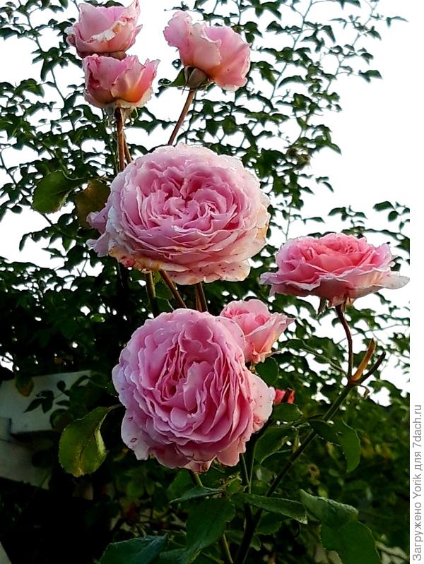 Розы продолжают радовать