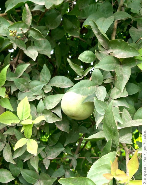 Вот еще одно интересное растение. Эгле мармеладное.