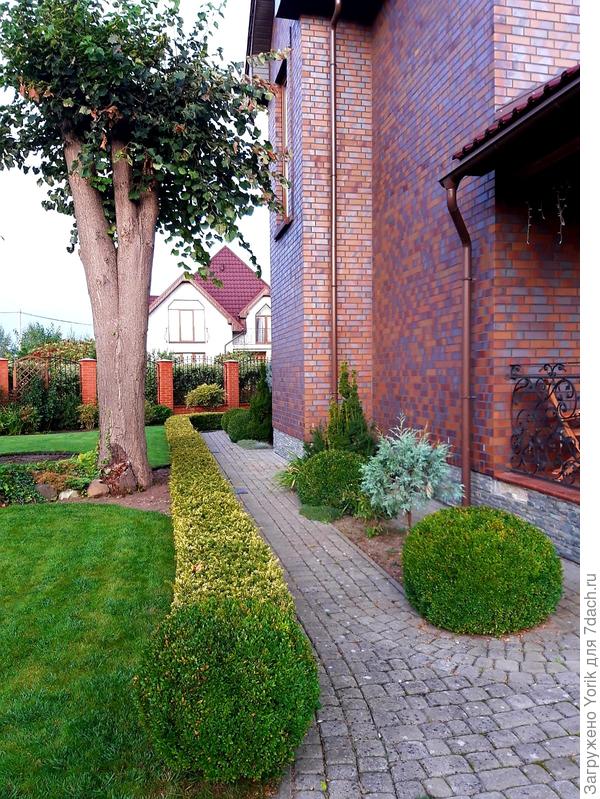 Мне в "наследство" досталось несколько лип на участке. Теперь борюсь с их ростом. То что на фото приросло за год. До этого довольно жёстко обпиливалл, так как данная липа была уже выше конька дома.