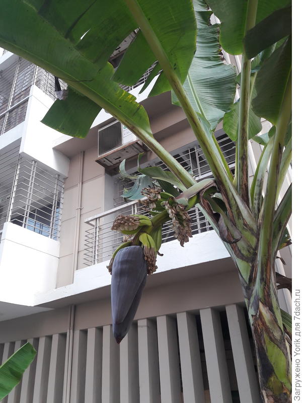 Всесезонные бананы