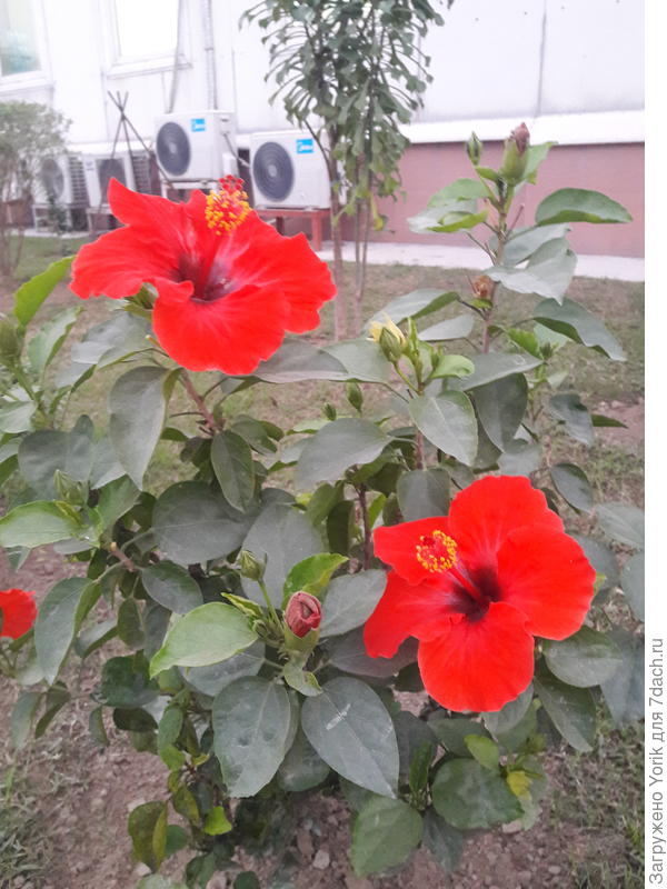 Новогодний гибискус