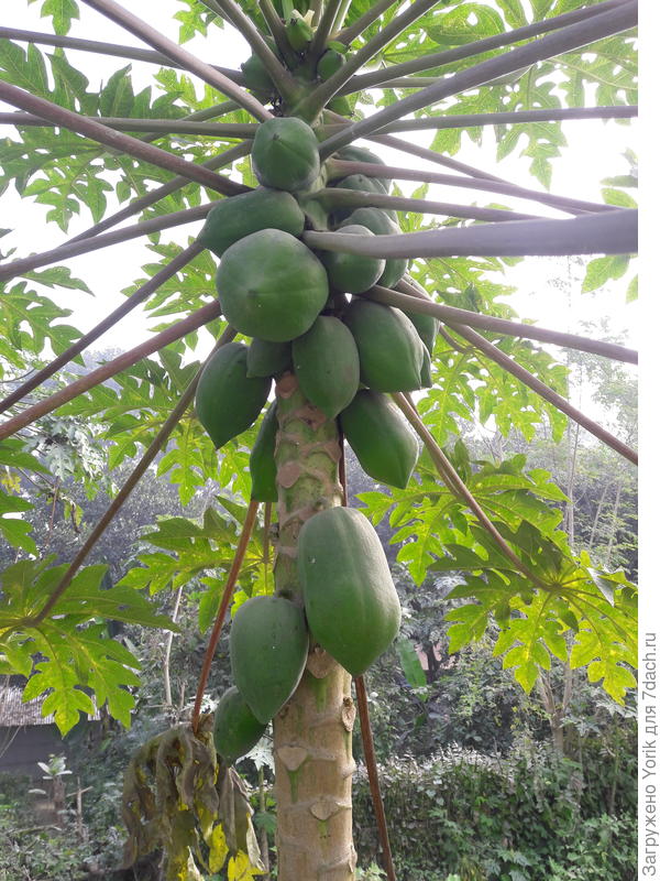 Помимо бананов здесь растет и папайя