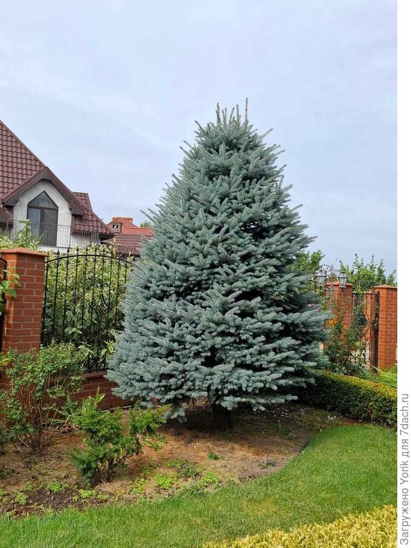 Ель почти новогодняя