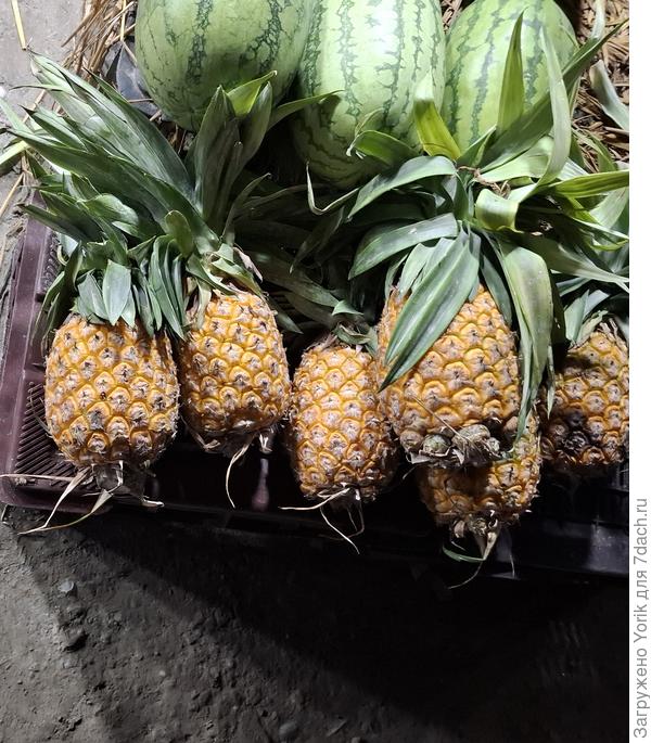 Ананасы с грядки