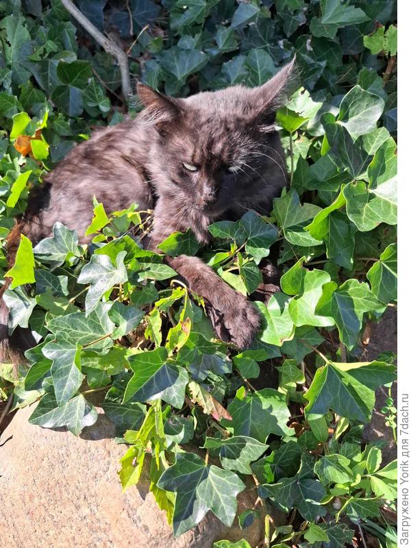 Вениамин Карлович следит за порядком