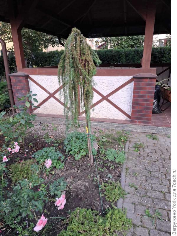 Посажена лиственница