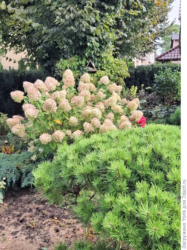 Гортезия подрастает