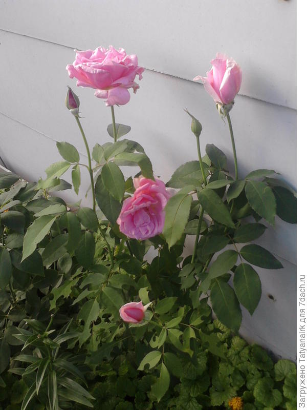 Эйфелевая башня.