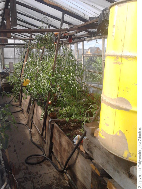 в помидорнике три бочки, удобно поливать самотеком