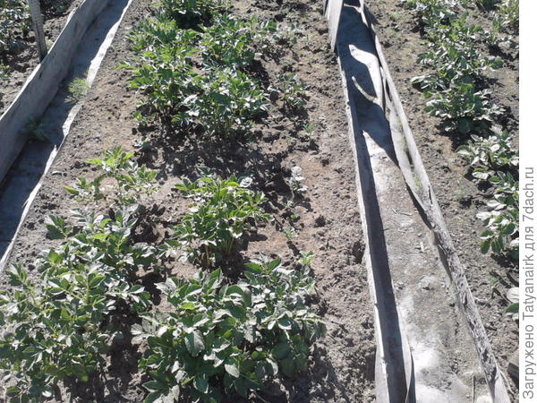 Картошка 17.06.2016. Ещё видно горох.