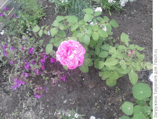 Парковая роза "Луис Одер"