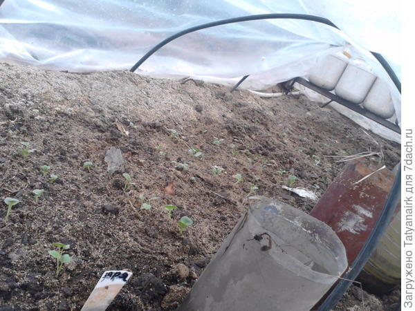 13 апреля редиска и капуста уже взошли.