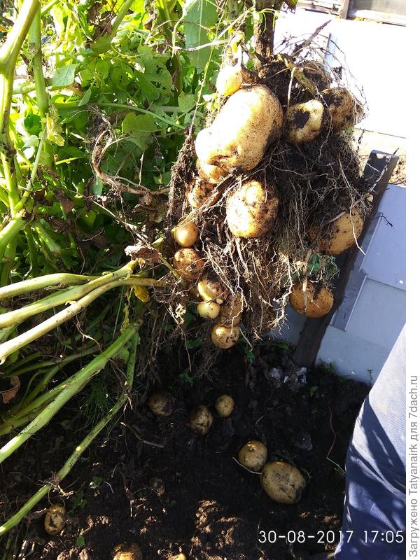 Из 180 штук только два куста было с 40 картошинами.