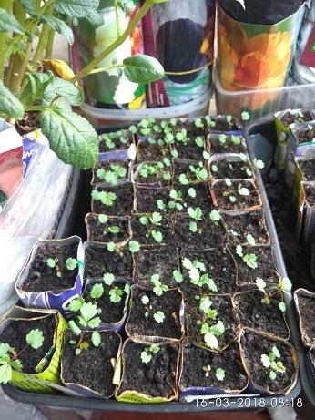 Земляника так растёт, с улитками дружбы не получается