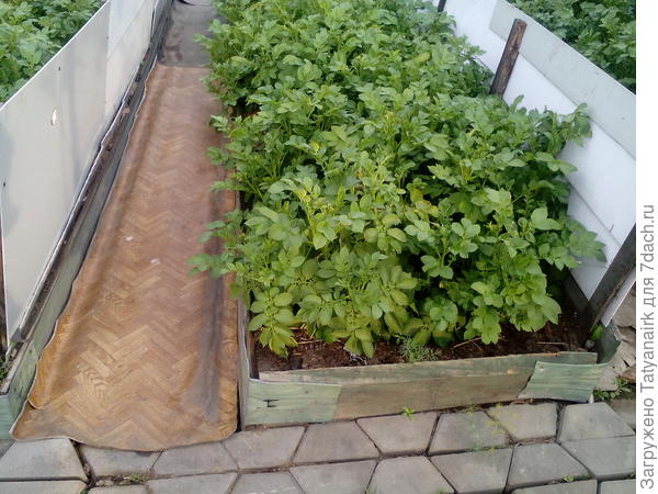 Вообще доскам ( лиственница) 16 лет.