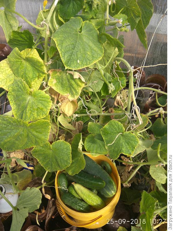 Последние...