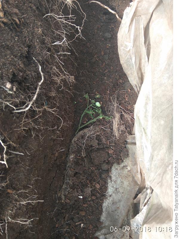 Высота почвы 60 см, корни до плёнки достают и лежат на ней.