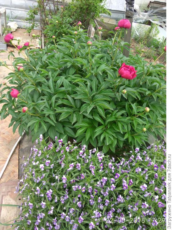 Пионы на приподнятых грядках стали расти и другие цветы...