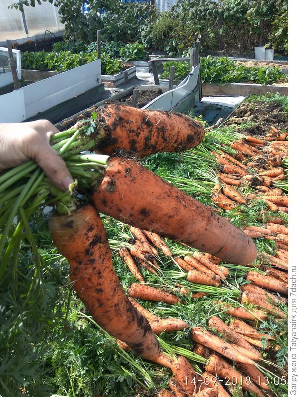 8 восемь вёдер с грядки 4*0,8