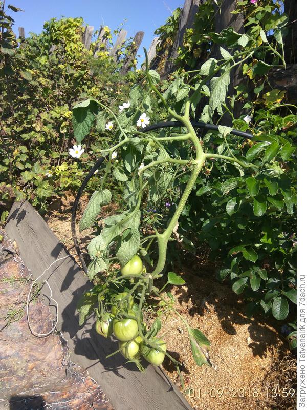 Новый зимостойкий сорт томата - шучу