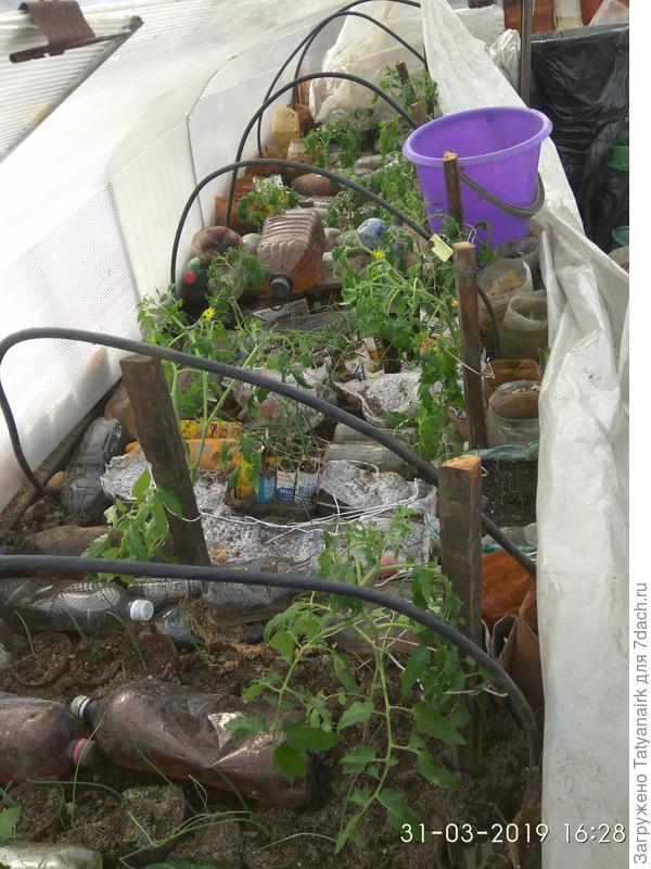 Среди бутылок с водой под плёнкой и ещё кучей ёмкостей с водой растут, хотя один раз за бортом было минус 16, но у нас очень активное солнце - широта Воронежа всё таки. И ещё высокие грядки, под которыми лежит пенопласт.