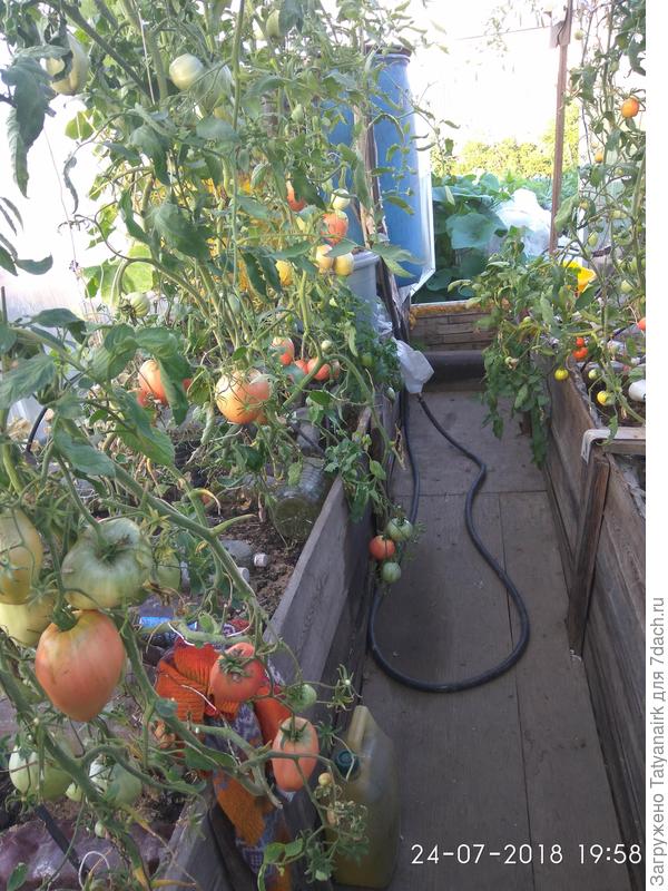 Иркутяне тоже любят такие помидоры