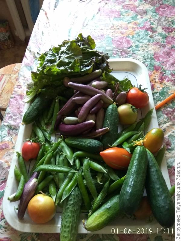 Редиска уже отошла и высажены были баклажаны