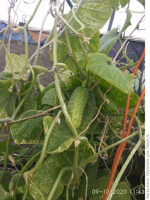 Ещё растут, а за бортом уже были заморозки до минус 7.