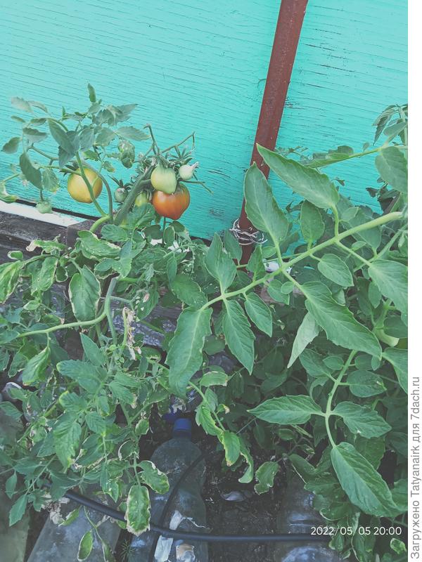 5 мая первые помидоры