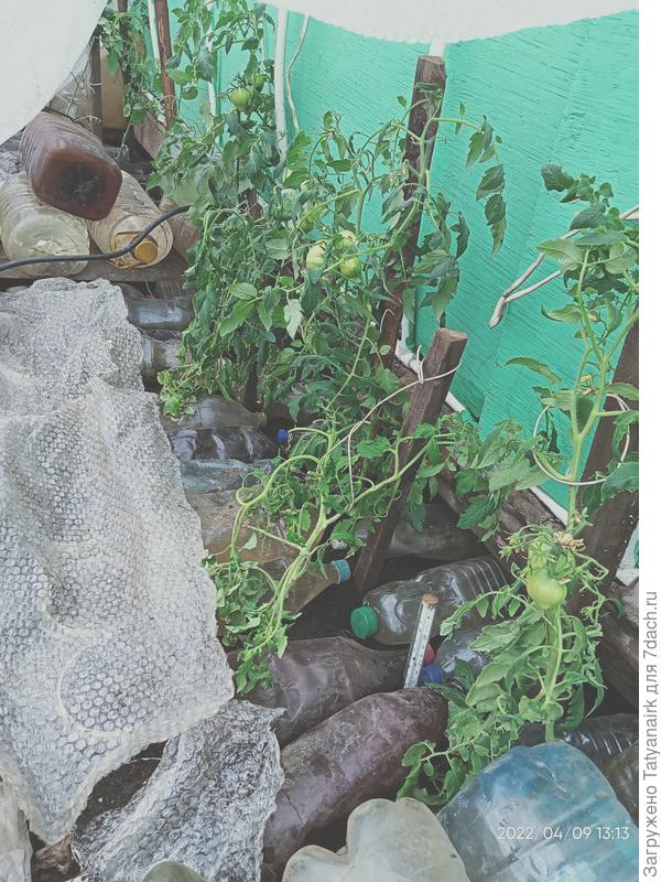 9 апреля в теплице