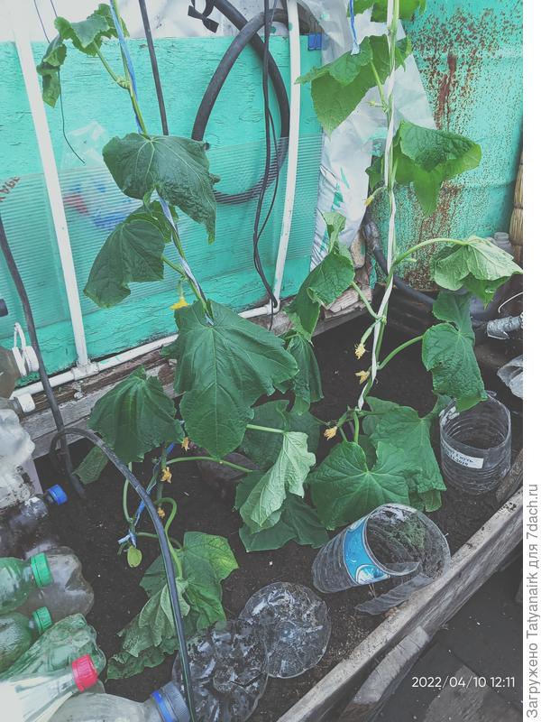 10 апреля. Два растения для эксперимента